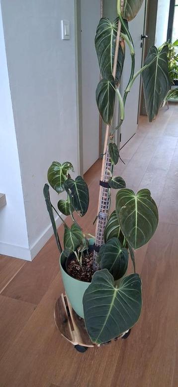 Plantencollectie te koop (40tal) lage prijzen. beschikbaar voor biedingen