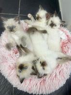 Ragdoll kittens met stamboom, Dieren en Toebehoren, Katten en Kittens | Raskatten | Langhaar, Meerdere dieren, Gechipt, 0 tot 2 jaar