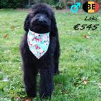 Zwarte Koningspoedels (reutjes) te koop, Dieren en Toebehoren, Poedel, België, 15 weken tot 1 jaar, CDV (hondenziekte)