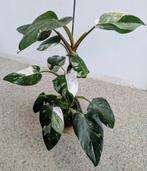 Te koop: Philodendron White Princess – €25 (zonder sierpot), Ophalen