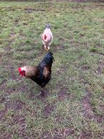 Brahma hanen te koop, Dieren en Toebehoren, Pluimvee, Mannelijk, Kip