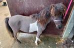 Knappe shetlander met stamboom te koop, Dieren en Toebehoren, Pony's, Met stamboom, Niet van toepassing, 0 tot 2 jaar, Hengst