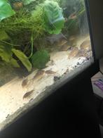 Sterbai volwassen, Dieren en Toebehoren, Vissen | Aquariumvissen