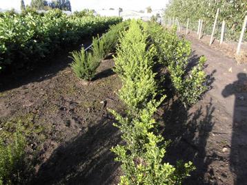 Ilex en Photinia beschikbaar voor biedingen