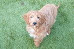 Prachtige abrikoze Cockapoo pup, Parvo, België, Overige rassen, 8 tot 15 weken