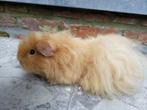 Jong volwassen  cavia beren, Dieren en Toebehoren, Knaagdieren, Cavia