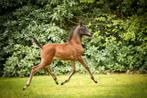 Arabisch Volbloed Hengstje, Dieren en Toebehoren, Paarden, Hengst, Niet van toepassing, Gechipt, 0 tot 2 jaar