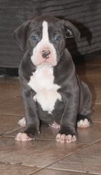 American Bully XL pups, Dieren en Toebehoren, Parvo, België, Overige rassen, 8 tot 15 weken