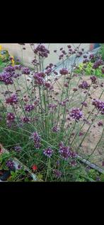 Plantjes Verbena of ijzerhard, Tuin en Terras, Ophalen, Vaste plant