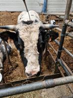 Wit-Blauwe dikbil stier, Dieren en Toebehoren, Runderen, Mannelijk, 0 tot 2 jaar