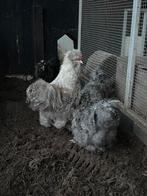 USA zijdehoen hanen - gratis, Dieren en Toebehoren, Mannelijk, Kip