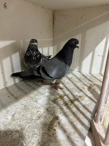 Tipplers hoogevliegers beschikbaar voor biedingen