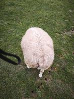 Bok schaap 03/2025, Dieren en Toebehoren, Schaap