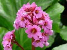 Bergenia cordifolia 'Purpurea' of Schoenlappersplant, Tuin en Terras, Planten | Tuinplanten, Vaste plant, Bodembedekkers, Volle zon