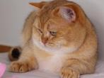 dekkaters, Dieren en Toebehoren, Katten en Kittens | Dekkaters, 3 tot 5 jaar