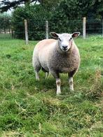 Mooi ramlam te koop, Dieren en Toebehoren, Schapen, Geiten en Varkens, Mannelijk, Schaap, 0 tot 2 jaar