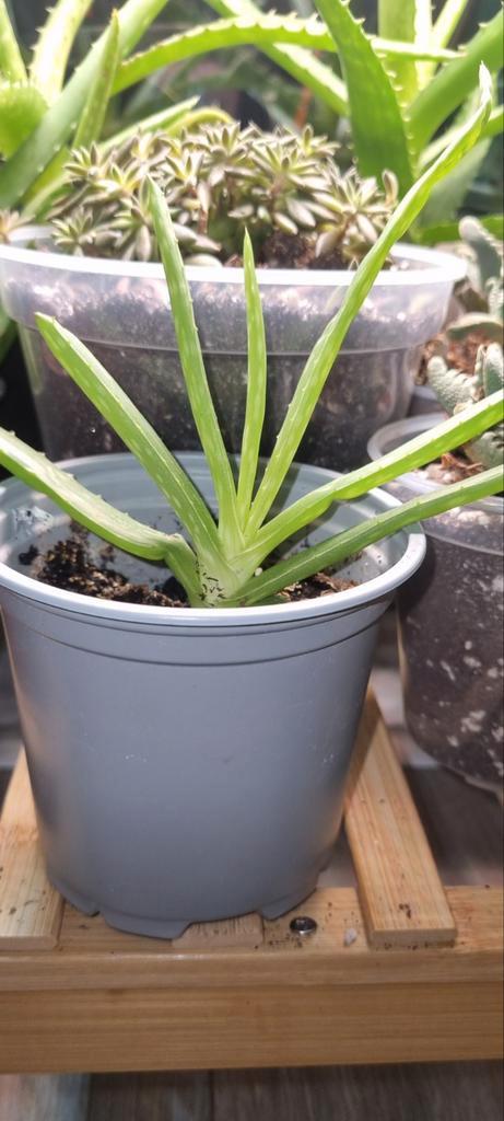 🌿 Aloe Vera en pleine santé, Tuin en Terras, Planten | Tuinplanten, Ophalen of Verzenden