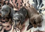 teckel pups,dwerg,reu,blauw en isabella 1500,merle 1750, België, Reu, 8 tot 15 weken, Korthaar