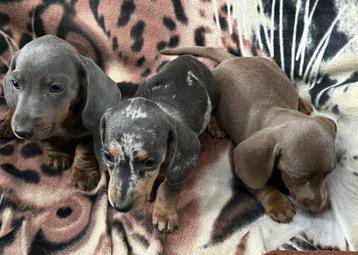 teckel pups,dwerg,reu,blauw en isabella 1500,merle 1750 beschikbaar voor biedingen