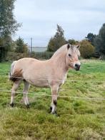 Cheval, Dieren en Toebehoren, Merrie, D pony (1.37m tot 1.48m), Gechipt, 0 tot 2 jaar