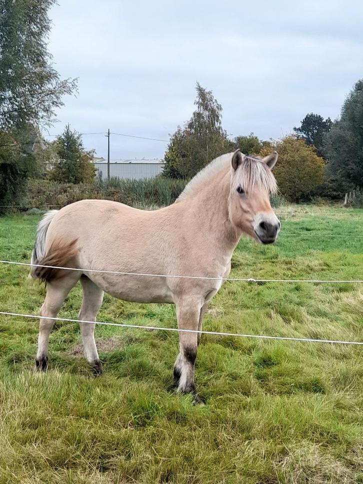 Cheval, Dieren en Toebehoren, Pony's, Merrie, D pony (1.37m tot 1.48m), 0 tot 2 jaar, Met stamboom, Gechipt, Ontwormd, Ingeënt