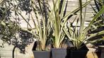 Phormium tenax panache, Tuin en Terras, Planten | Tuinplanten, Ophalen