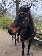 Quarter Horse brun, Animaux & Accessoires, Chevaux, ZZ, Vermifugé, Moins de 160 cm, Cheval western