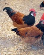 Vorwerk Haan, Dieren en Toebehoren, Pluimvee, Mannelijk, Kip