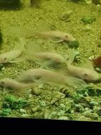snowwhite longfin ancistrussen