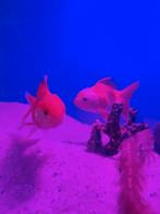 2 stuk babyface oranda goudvissen, Dieren en Toebehoren, Vis, Zoetwatervis, Schoolvis