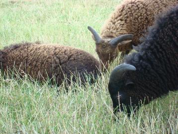 ouessant, Mâle, Mouton, 0 à 2 ans