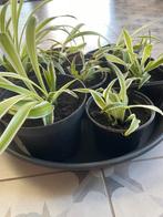 Jonge graslelie plantjes, Tuin en Terras, Ophalen, Overige soorten, Halfschaduw