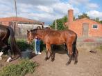 2 jaarse ruin te koop, Dieren en Toebehoren, Paarden, Gechipt, Minder dan 160 cm, Ruin, 0 tot 2 jaar