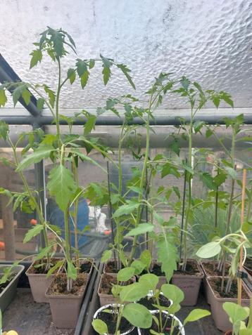 Tomatenplanten  beschikbaar voor biedingen