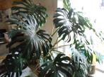 grote monstera, Huis en Inrichting, Kamerplanten, Groene kamerplant, Ophalen, Halfschaduw, 150 tot 200 cm