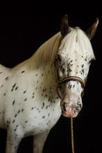 Appaloosa D pony 12 jaar betrouwbare partner, Gechipt, Minder dan 160 cm, Ruin, L
