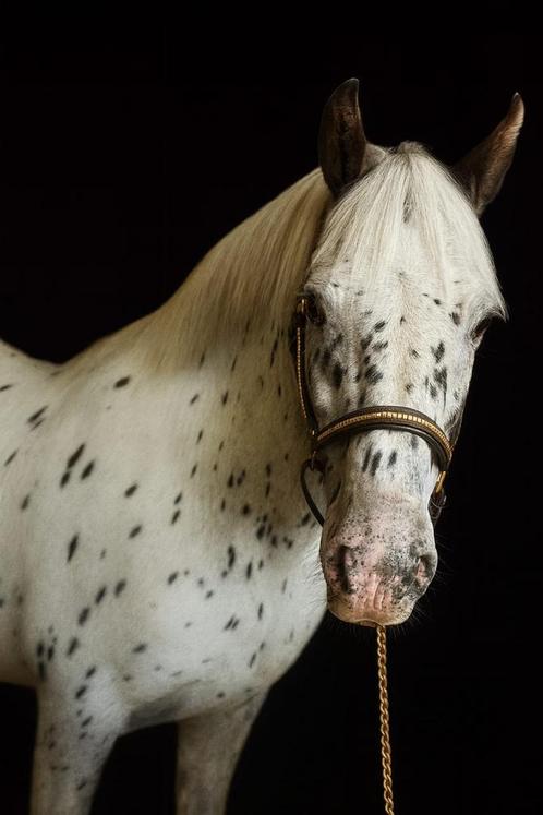 Appaloosa D pony 12 jaar betrouwbare partner, Dieren en Toebehoren, Paarden, Ruin, L, Minder dan 160 cm, 11 jaar of ouder, Recreatiepaard
