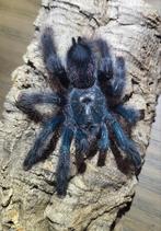 Vogelspin Avicularia avicularia 0.1 adult, Spin of Schorpioen