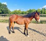 veelbelovende jaarling hengst zoekt een nieuwe thuis, Dieren en Toebehoren, Paarden, Hengst, Recreatiepaard, Gechipt, 0 tot 2 jaar