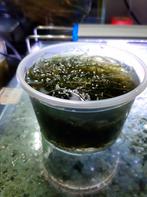 Mooi groen Javamos te koop  GERESERVEERD, Dieren en Toebehoren, Ophalen, Plant(en), Steen of Hout