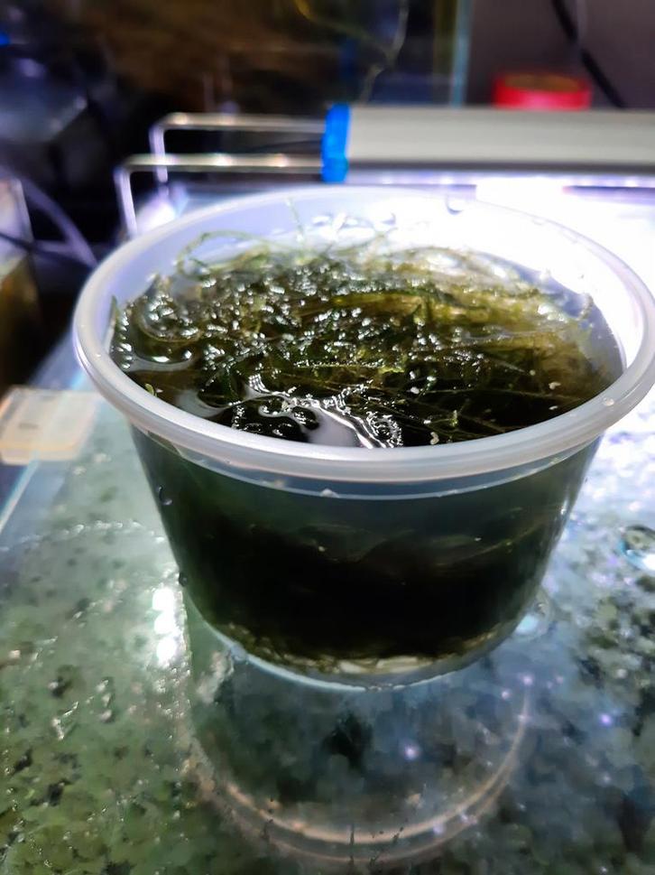 Mooi groen Javamos te koop  GERESERVEERD, Dieren en Toebehoren, Vissen | Aquaria en Toebehoren, Plant(en), Steen of Hout, Ophalen