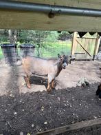 Dwerggeit te koop, Dieren en Toebehoren, Schapen, Geiten en Varkens, Vrouwelijk, Geit, 0 tot 2 jaar