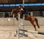 Mega chique, brave en leuke allround sportpony!!, Dieren en Toebehoren, Merrie, B, Gechipt, Springpony