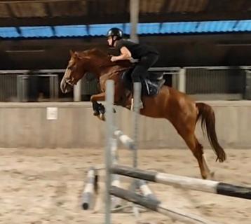 Mega chique, brave en leuke allround sportpony!!  beschikbaar voor biedingen