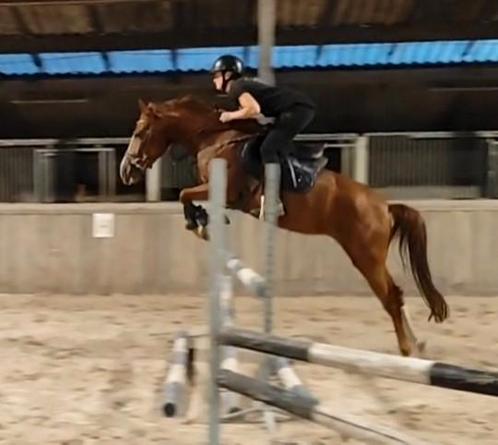 Mega chique, brave en leuke allround sportpony!!, Dieren en Toebehoren, Pony's, Merrie, B, D pony (1.37m tot 1.48m), Springpony