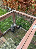 Waasse kriel haantjes, Dieren en Toebehoren