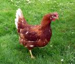 legkip in de rui 1.2 jaar oud, Kip