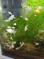 Vissen: white molly, Dieren en Toebehoren, Vissen | Aquariumvissen, Vis, Zoetwatervis