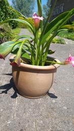 roze calla in pot, Tuin en Terras, Planten | Tuinplanten, Ophalen