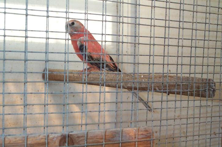 Roze en rubino bourkes: onverwant koppel mogelijk, Dieren en Toebehoren, Vogels | Parkieten en Papegaaien, Parkiet